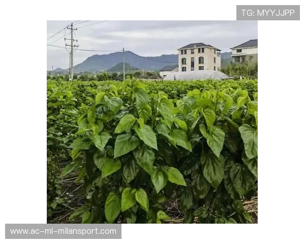 “绿色梦想”青少年篮球环保行动在青海持续推广，绿色运动新风尚